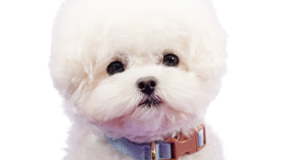 보들랑 목줄: 득템 찬스! 후기와 함께 알아보는 솔직 구매 팁 ✨